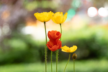 Obraz premium Poppy flowers in the sun.