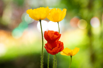 Poppy flowers in the sun.