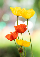 Naklejka premium Mak kwiaty na słońcu.