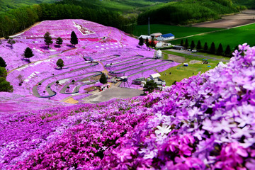 Beautiful Pink moss (Shibazakura, Phlox Subulata) blooming like a pink carpet on the hill at...