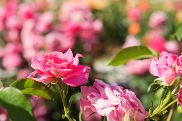 中之島のバラ園