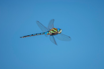 マダラヤンマ　飛翔