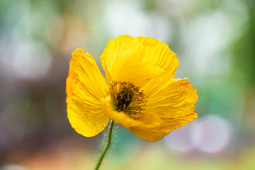 Yellow poppy flower