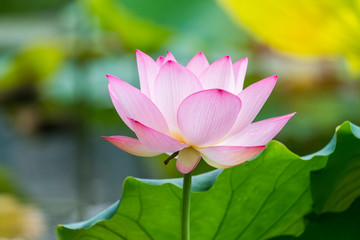 Obraz premium blooming lotus flower in pond