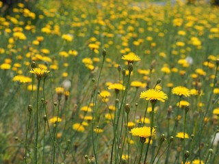 Obraz premium 春の野原に咲く黄色いタンポポの花