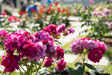 中之島のバラ園