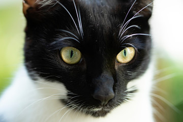 Domestic cat close-up.