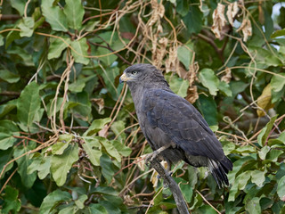 Brown snake eagle (Circaetus cinereus)