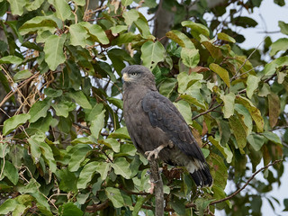 Brown snake eagle (Circaetus cinereus)