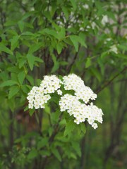 春の庭に咲くコデマリの花