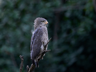 Brown snake eagle (Circaetus cinereus)
