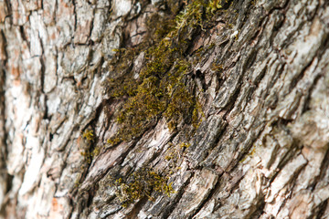 Countryside tree texture view of moss growing on old tree with amazing facture.