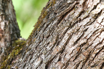 Countryside tree texture view of moss growing on old tree with amazing facture.