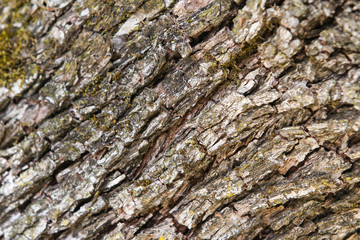 Countryside tree texture view of moss growing on old tree with amazing facture.