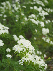春の庭に咲くコデマリの花