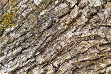 Countryside tree texture view of moss growing on old tree with amazing facture.