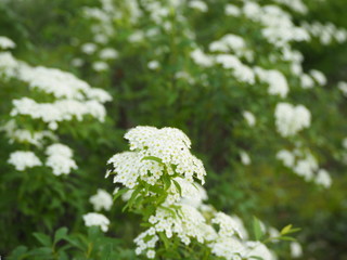 春の庭に咲くコデマリの花