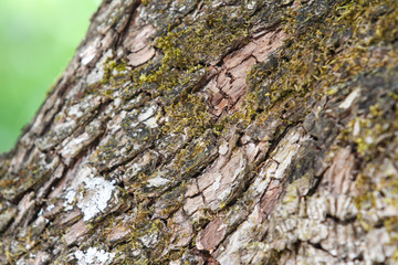 Countryside tree texture view of moss growing on old tree with amazing facture.