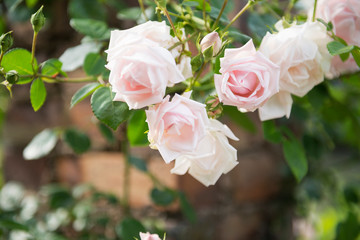 中之島のバラ園