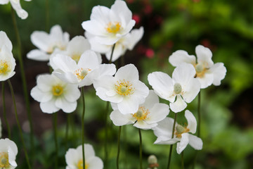 Beautiful view of small blooming white flowers in a lovely countryside park garden on the grass.