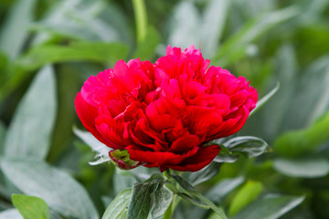 Beautiful view of red, pink flower blooming in a countryside home garden, outdoors.