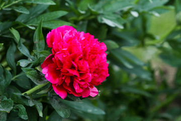 Beautiful view of red, pink flower blooming in a countryside home garden, outdoors.