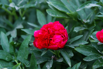 Beautiful view of red, pink flower blooming in a countryside home garden, outdoors.
