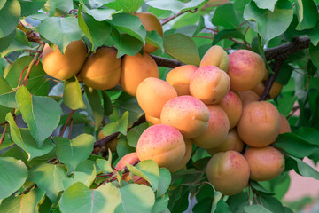Ripe apricots on the orchard tree in the garden.