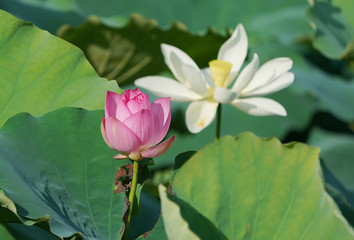 beautiful pink lotus flower plants