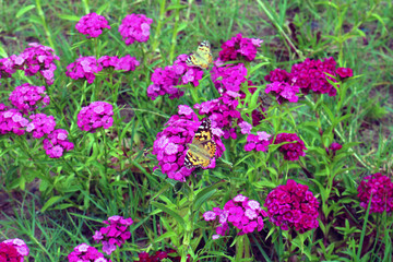 Obraz premium Phlox paniculata. Pink flowers in the garden for background