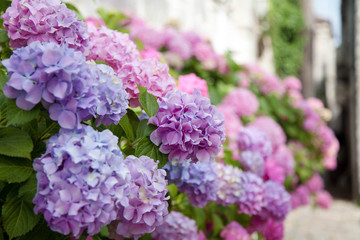 Bushes of hydrangea are pink, blue, lilac, violet, purple. Flowers are blooming in spring and summer in town street garden.
