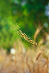 indian agriculture  wheat field