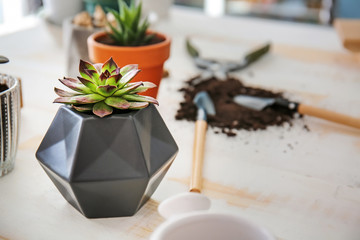 Succulent in pot on table