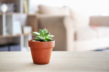 Succulent in pot on table in room