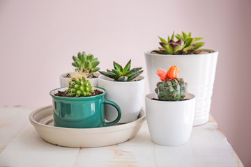 Succulents in pots on table