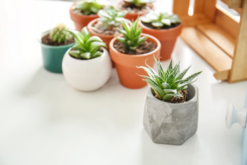 Succulents in pots on white table