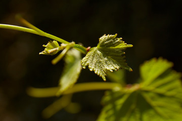 Premiere Feuille