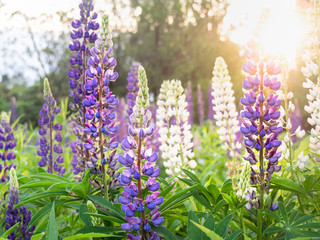 Fototapeta premium Beautiful bright lupin flowers blooms in the field in warm sunshine.