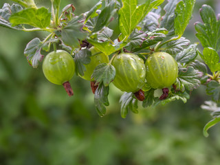 Branch of a bush of gooseberries with ripe berries with drops after rain in the garden.