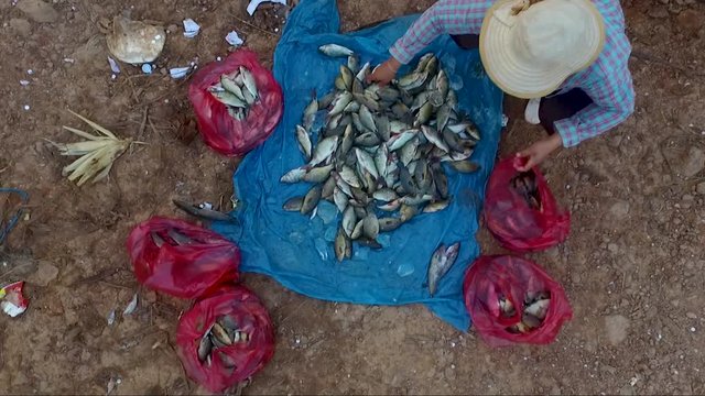 Fisherman segregation of fishes into the different bags. A fly over from the man into the aerial view.