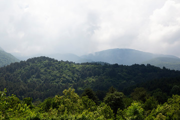peach orchard in front of mountain landscape covered with pine forests