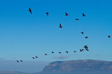 CAPE CORMORANT, False Bay, South Africa, Africa