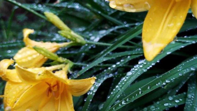 Beautiful, detailed close up of yellow daylily flowers with rain drops on them after a storm