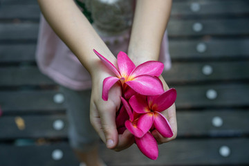 Frangipani flowers On the hands of children