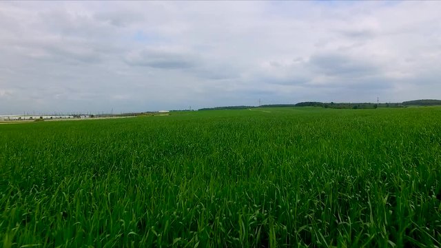 Wheatfield landscape sunrise. Drone view grain growing on an agricultural field