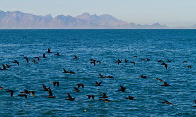 CAPE CORMORANT, False Bay, South Africa, Africa