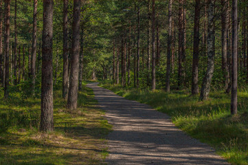 A quiet path throug a forest park on a sunny day.