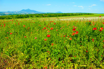field of red poppies