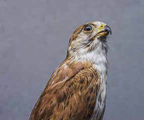 A stuffed buzzard against grey background.