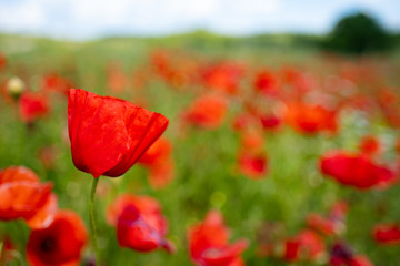 Naklejka premium Rural poppy field. In a meadow
